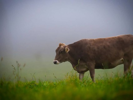 Brown Swiss cattle on the pasture