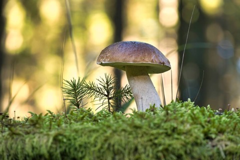 Penny Bun or Boletus edulis, Cep mushroom growing in the woods surrounded by moss, background