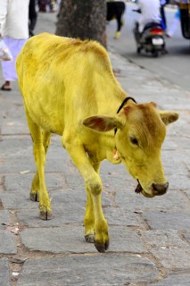 Yellow cow on the road in India, the cow is a sacred animal in India, Mysore. South India, India,