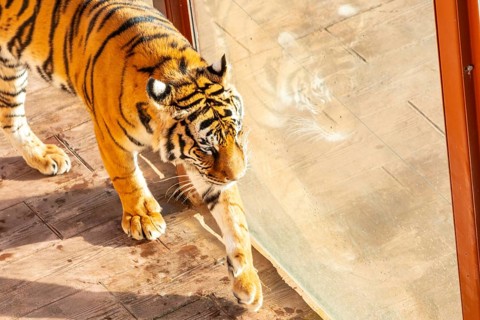 A tiger is walking through a glass door. The tiger is looking out the window, and the glass door is