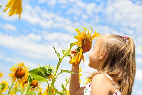 Child playing in sunflower field on sunny summer day. little girl plays with sunflowers