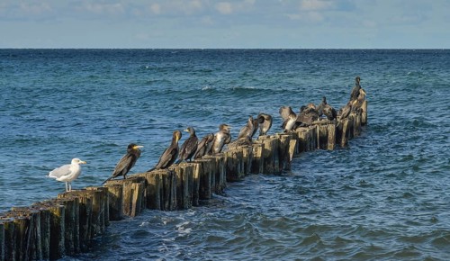 Groyne, cormorants, Baltic Sea near Heiligendamm, Bad Doberan, Mecklenburg-Western Pomerania,