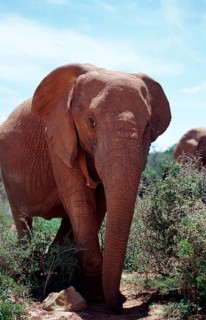 African elephant, Loxodonta africana, South Africa, Addo Elephant National Park, Africa