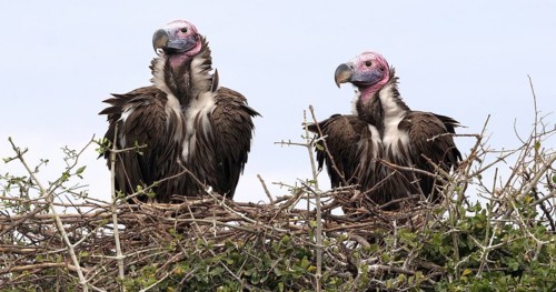 Lappet Faced Vulture (torgos tracheliotus), Pair standing on Nest Masai Mara Park in Kenya