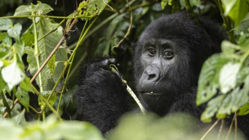 Bwindi Impenetrable Nationalpark