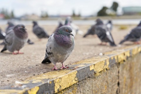 City pigeons in the harbour of Swinoujscie on the Baltic coast
