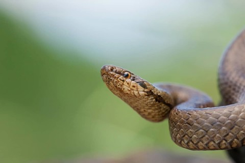 Smooth snake (Coronella austriaca) North Rhine-Westphalia, Germany, Europe