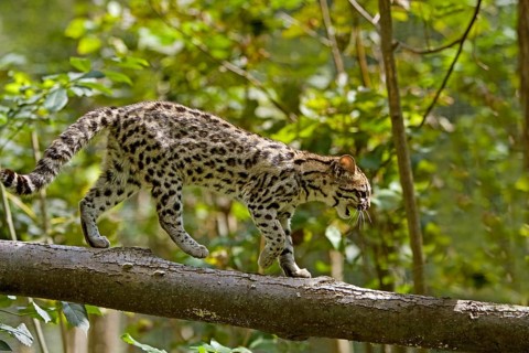 Tiger Cat or Oncilla (leopardus tigrinus), Adult on Branch