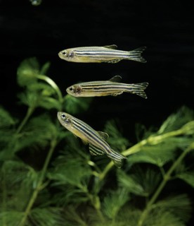 Zebrafish (brachydanio rerio) (Brachydanio rerio), Zebrafish, Animals, Other animals, Fishes,