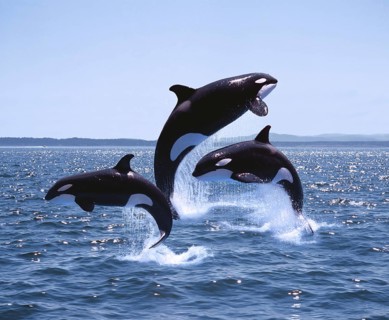 Killer Whale (orcinus orca), Adults and Calf Leaping, Canada, North America