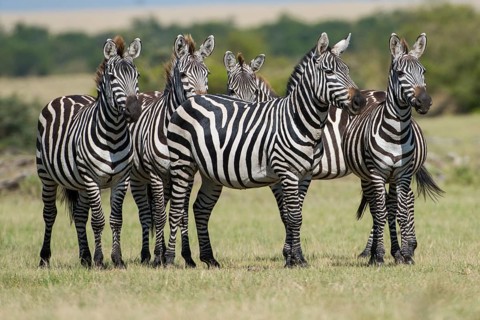 Wildlife, animal, zebra, mammal, africa, nature, african, safari, wilderness, wild (equus), quagga,