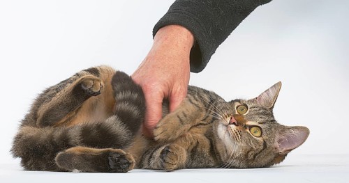 Woman Caressing a Brown Tabby Domestic Cat on White Background