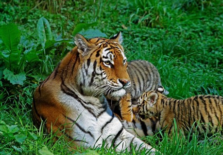 Siberian Tiger (panthera tigris altaica), Female with Cub laying on Grass