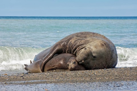 Southern elephant seal (Mirounga leonina), pair, copulating, St Andrews Bay, South Georgia,