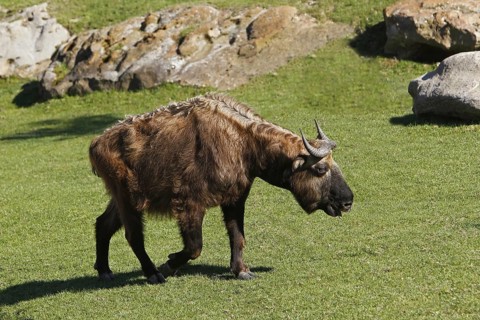 Takin, bovine chamois, takins (budorcas taxicolor), bovine chamois, bovine goats, goat-like,