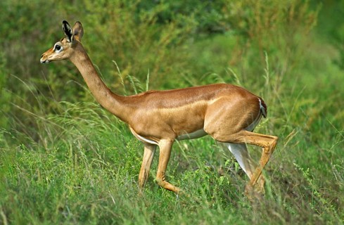 Gerenuk or Waller's Gazelle (litocranius walleri), Female, Samburu Park in Kenya