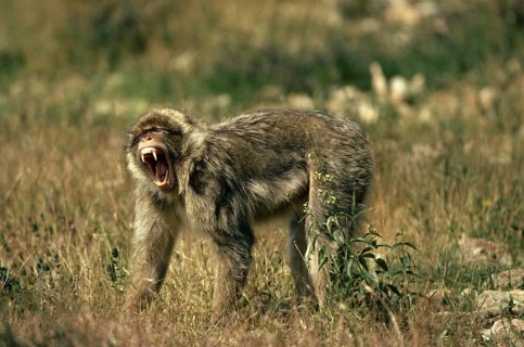 Barbary Macaque (macaca) sylvana, Adult with Open Mouth, Aggressive Behaviour
