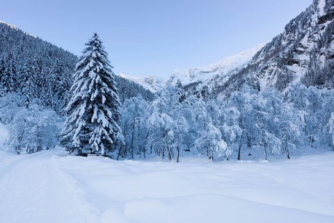 Winter forest in Vals Valley, Vals, Steinach, Wipptal, Tyrol, Austria, Europe