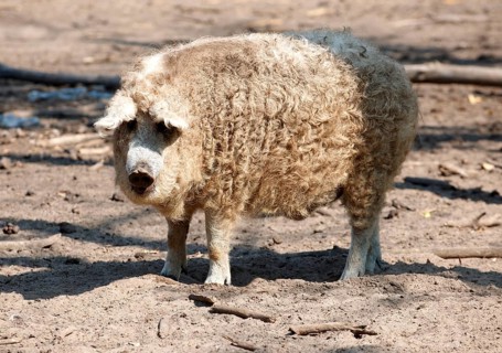 Mangalica pig, a Hungarian rare breed pig that is making a come back because of the health