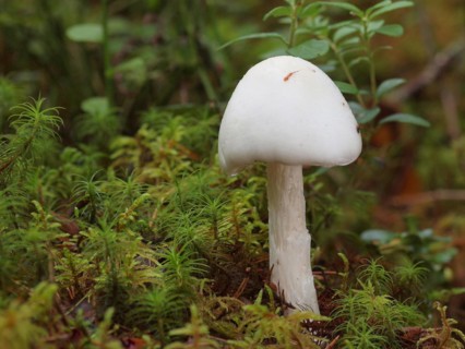 Amanita virosa, commonly known as the destroying angel, is a deadly poisonous basidiomycete fungus,