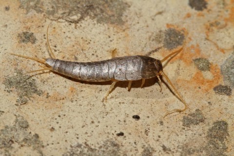 Silverfish