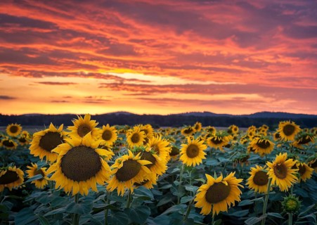 Sunflowers in a field at sunset with dramatic sky