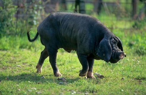 Meishan pig (Sus scrofa f. domestica) Chinese masked pig