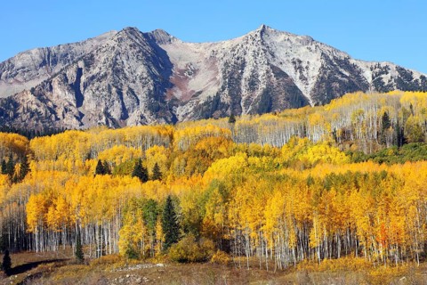 Kebler Pass, Aspen (yellow), Crested Butte, CO, USA, North America