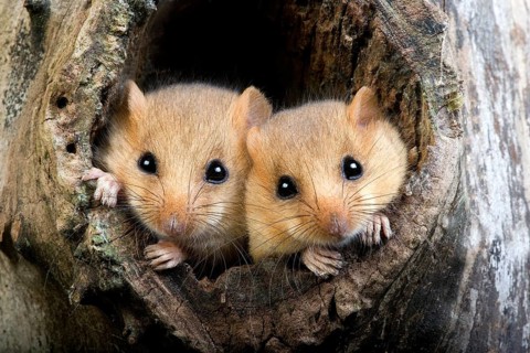Hazel dormouse (muscardinus avellanarius), pair at nest entrance, Normandy