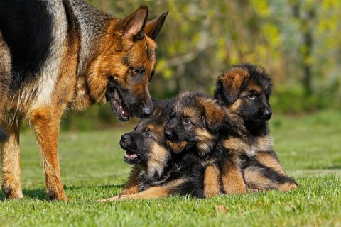German shepherd dog, mother with puppy in the meadow