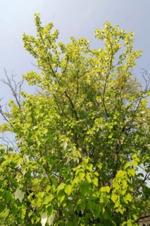 Dove tree (Davidia involucrata var.vilmoriniana), dove tree, Tupelo family (Nyssaceae)