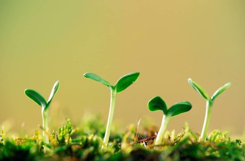 Sunflower seedlings, sprouts