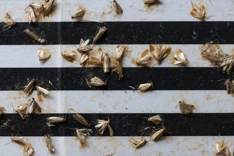 Common clothes moths (Tineola bisselliella) on adhesive strips of a moth trap, Frankfurt am Main,