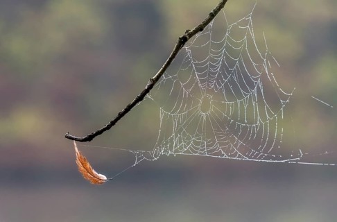 Dew-covered cobweb between a branches of a birch at dawn. Spider web with water drops on a cold