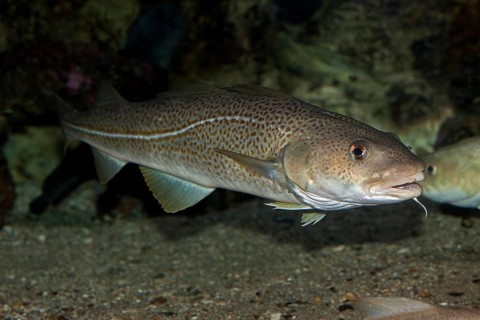 Atlantic Cod (gadus morhua)