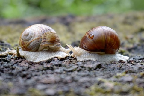 Roman snails