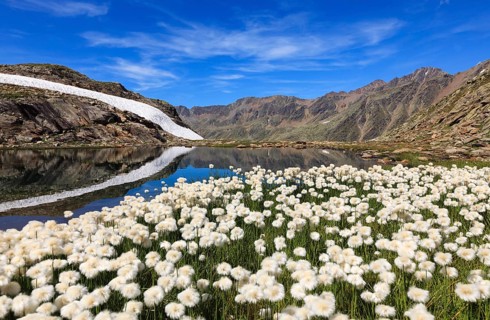 Cotton Grass (Eriophorum sp.) flowers at 2600m in the Oetztal Alps, Timmelsjoch, Tyrolean Oberland,