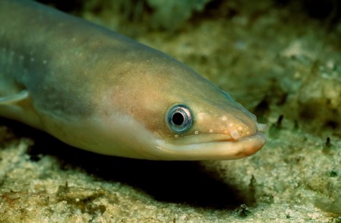 European eel, Anguilla anguilla, Baltic Sea, Germany, Europe