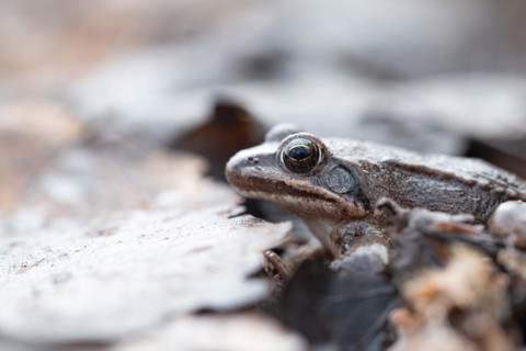 Agile frog (Rana dalmatina), male from the side on the forest floor, Rhine-Erft district, North
