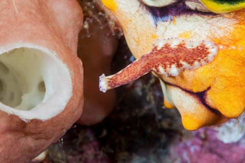 Flatworm crawling on the reef, Pceudoceros sp., Raja Ampat, West Papua, Indonesia, Asia