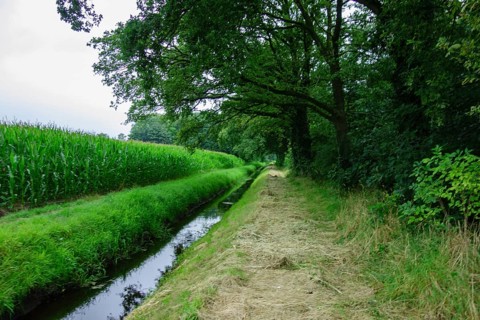 A field next to a ditch with green trees and grass creating a peaceful rural atmosphere, Aalten,