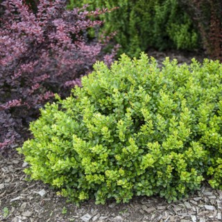 Dwarf barberry (Berberis thunbergii 'Kobold'), Cambridge Botanical Garden, Germany, Europe