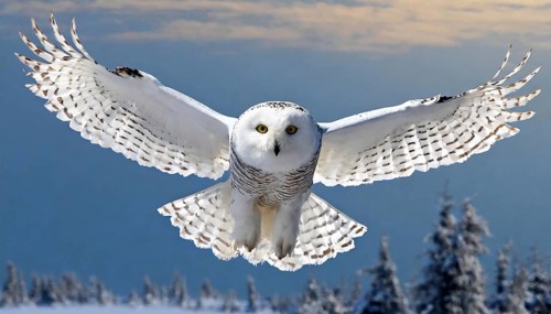 KI generated, animal, animals, bird, birds, biotope, habitat, a, individual, eurle, snowy owl (Bubo