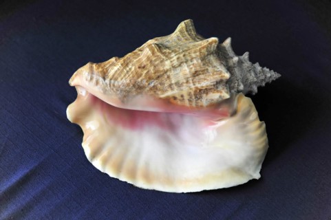 Shell, Conch shell, Detailed shell with interesting texture on dark background, Cayo Coco, Cuba,