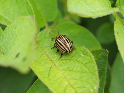 Colorado potato beetle (Leptinotarsa decemlineata) on a potato plant, Lower Rhine, North