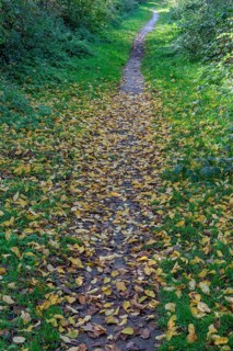 A forest path is covered with a layer of fallen leaves, surrounded by green vegetation, borken,