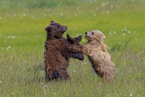 Two grizzly bears (Ursus arctos horribilis) playing with each other on a green meadow, Lake Clark