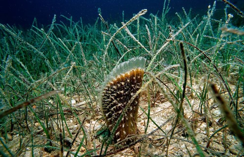 Pinna nobilis, Croatia, Istria, Mediterranean Sea, Europe
