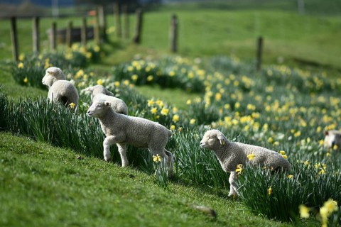 Spring lambs and sheep in a paddock of daffodils near Ikamatua, West Coast, New Zealand, Oceania