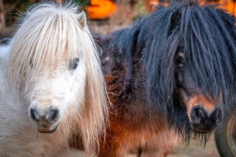Two ponies (pullus) with long manes next to each other, one black, one white, Eisenberg, Thuringia,